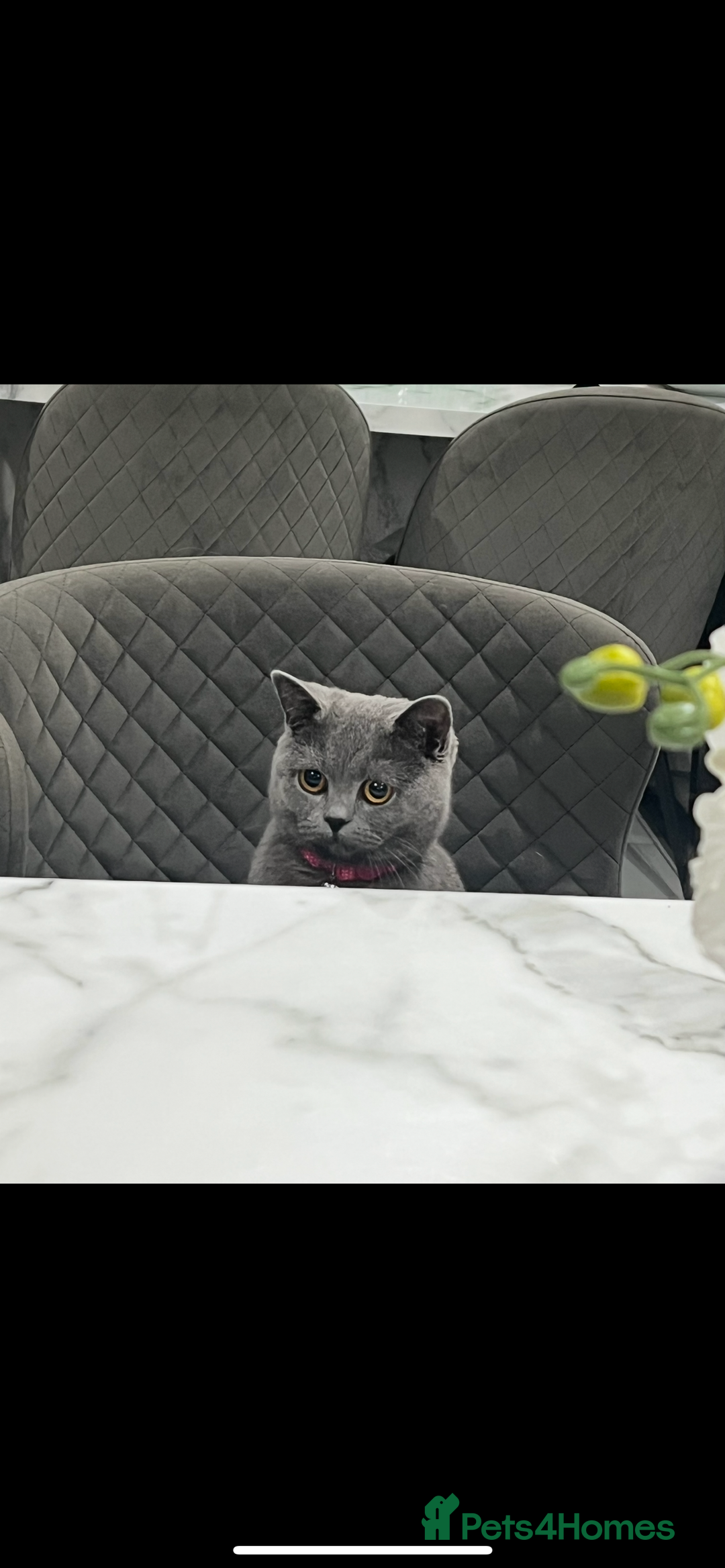 British Shorthair cats for sale: Rehoming needed urgently!  - Image 2