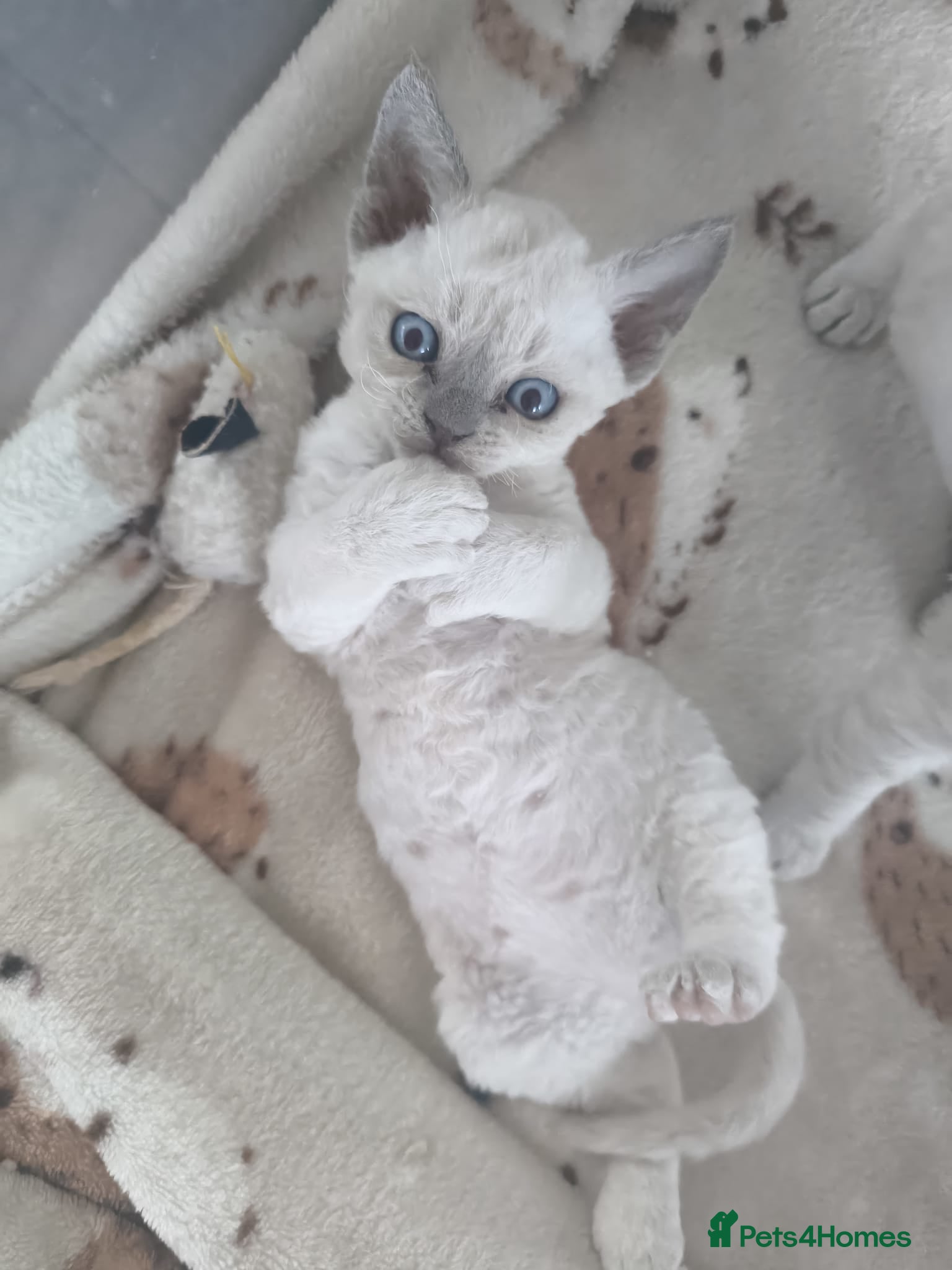 Devon Rex cats Devon Rex blue point kittens 💙 - Advert 1