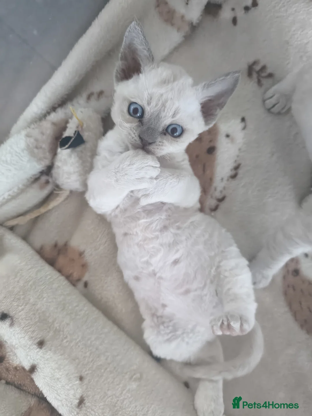 Devon Rex cats for sale: Devon Rex blue point kittens 💙 - Advert 1