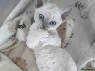 Devon Rex cats Devon Rex blue point kittens 💙 - Advert 2
