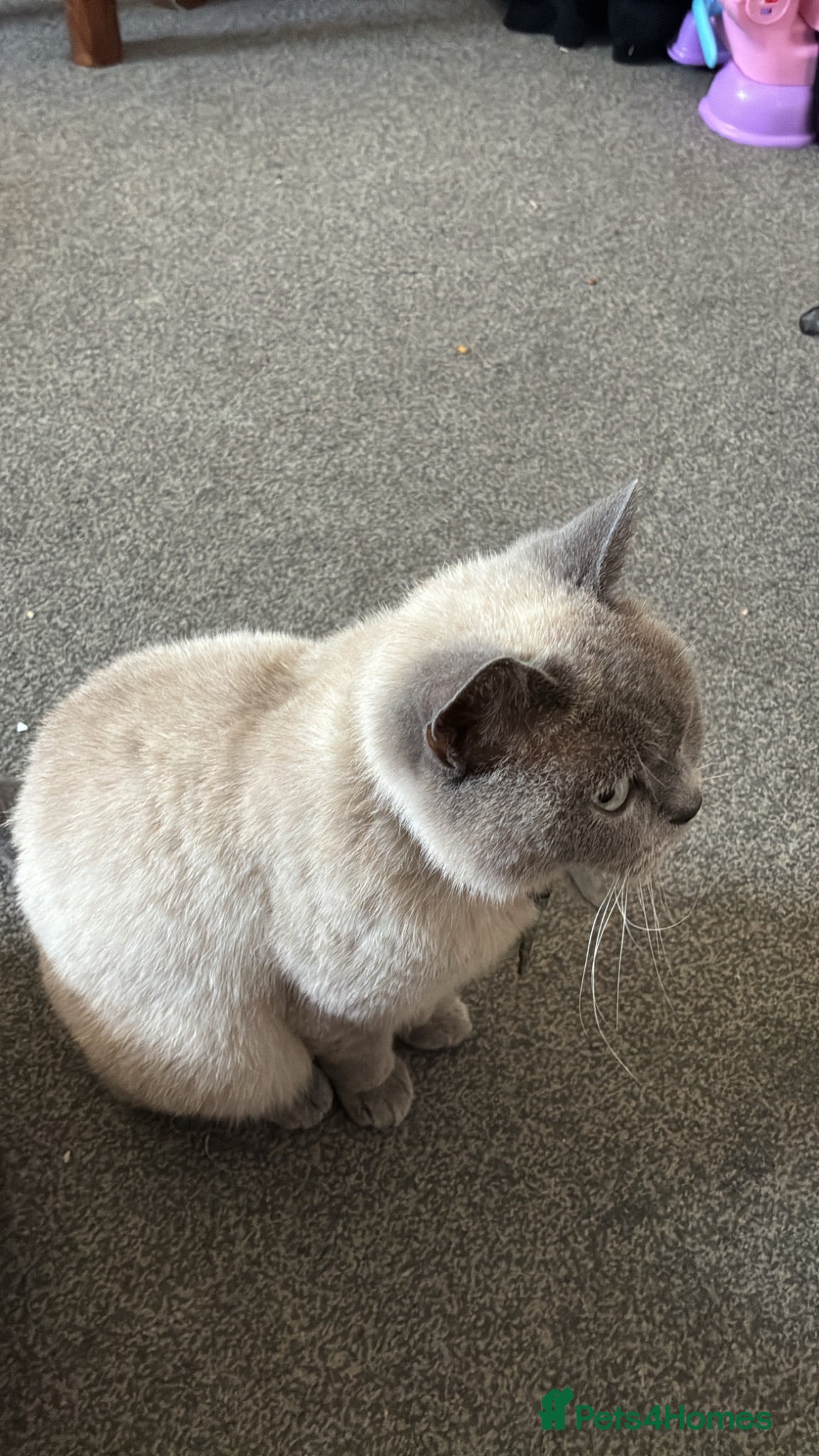 British Shorthair cats 2 year old female british short hair  - Advert 1