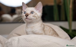 Bengal cats for sale: Frankie-Stunning Snow Bengal-TICA-Available now! - Image 14