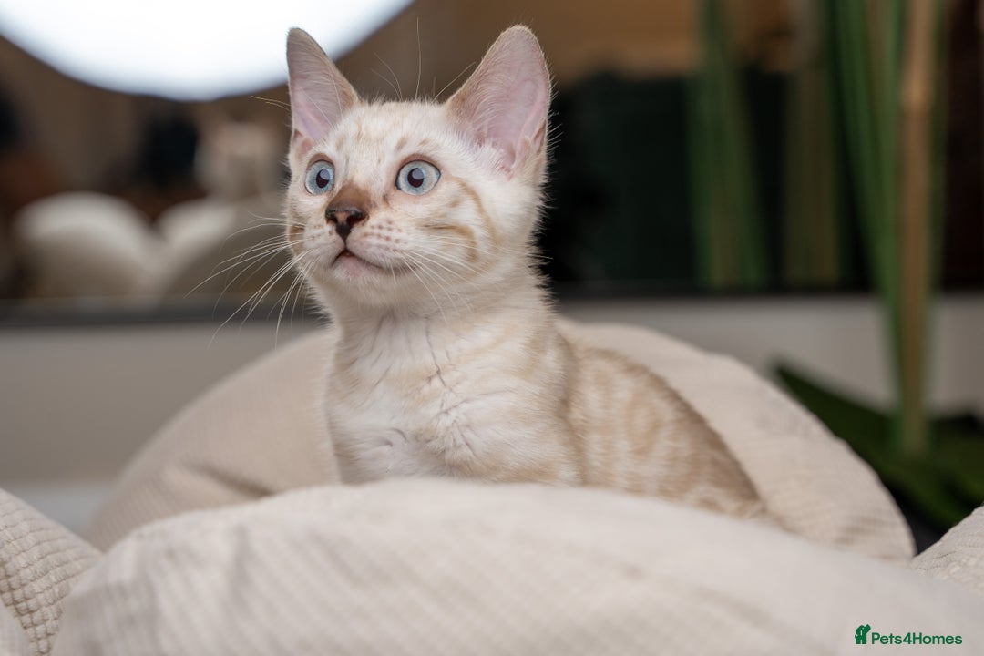 Bengal cats for sale: Frankie-Stunning Snow Bengal-TICA-Available now! - Image 14