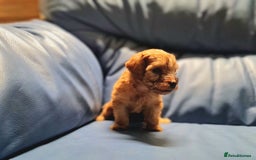 Cockapoo dogs for sale: 🐶🐾PLEASE READ THE FULL ADVERT🐾🐶 - Image 25