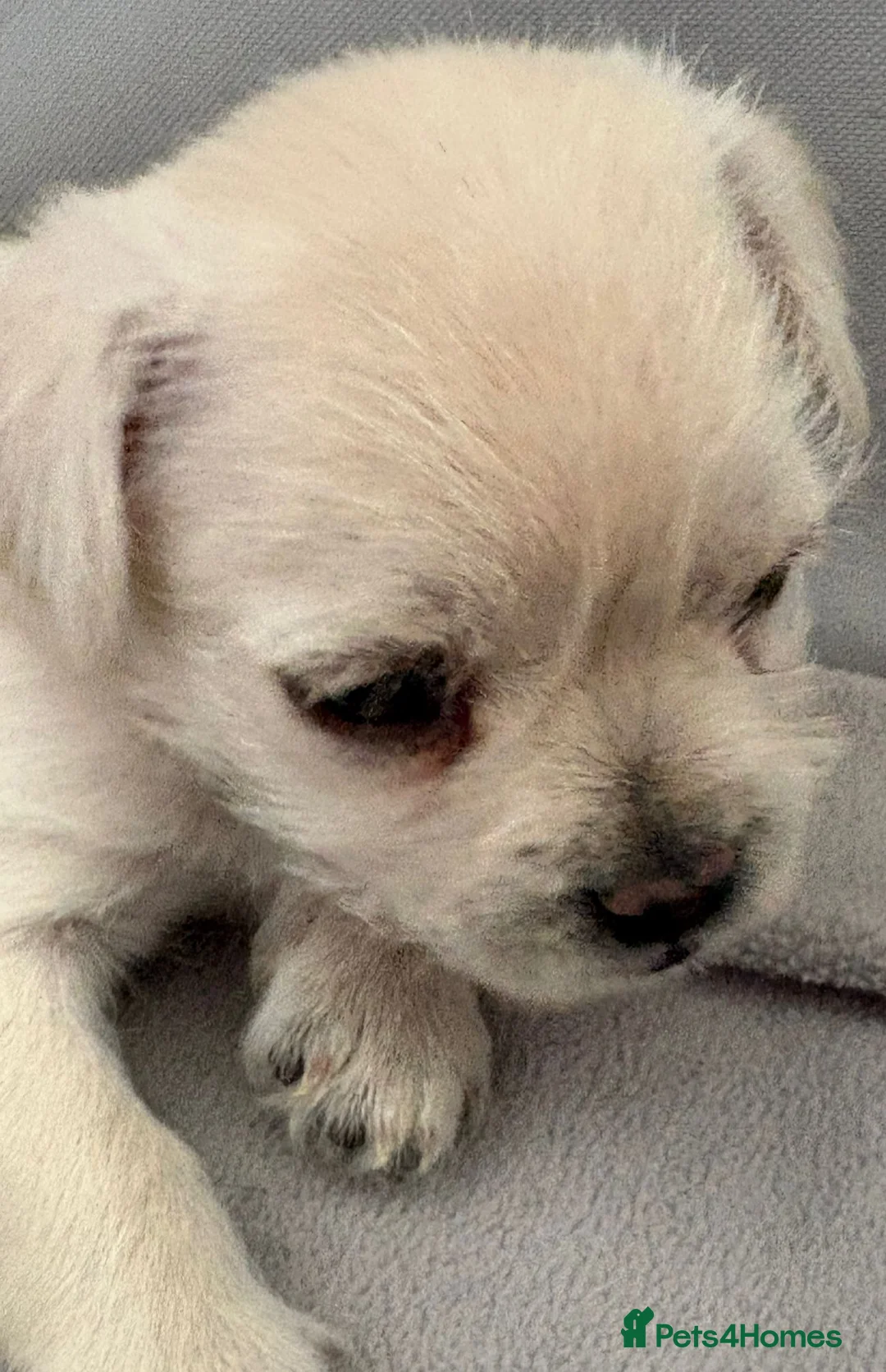 Mixed Breed dogs for sale: french bulldog hybrid  - Advert 37