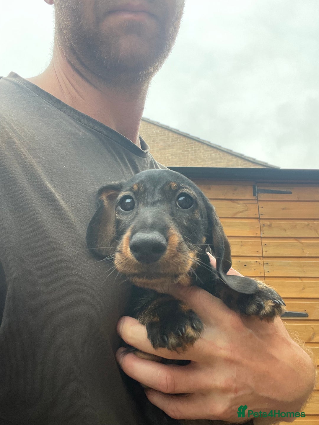 Dachshund dogs for sale: KC standard wire haired dachshund puppies (teckel) in Tiverton - Image 33