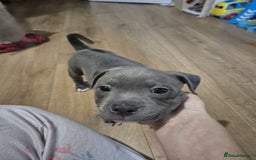 Staffordshire Bull Terrier dogs for sale: KC REG STAFFORDSHIRE BULL TERRIER PUPS - Image 7