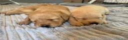 Labrador Retriever dogs for sale: Labrador puppies fox red and golden  in Huntingdon - Advert 8