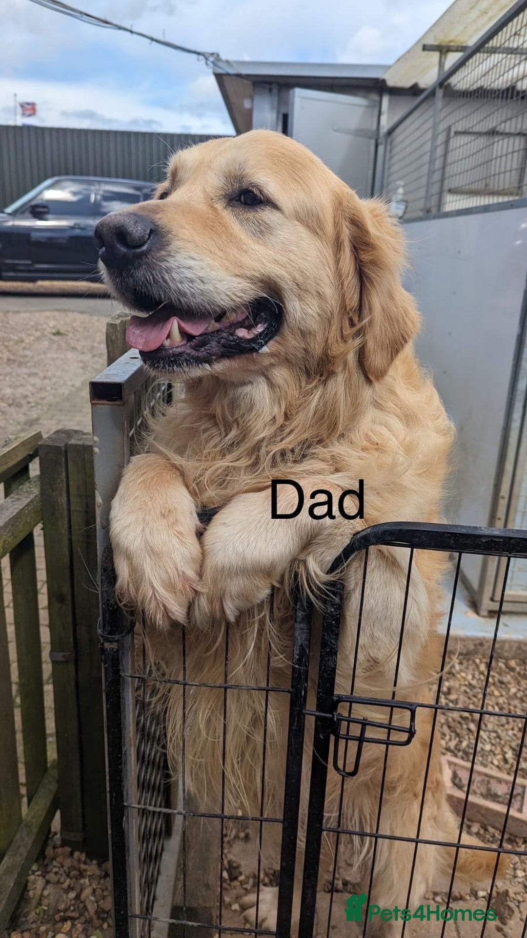 Golden Retriever dogs for sale: Champion line KC reg Golden Retriever pups - Image 5