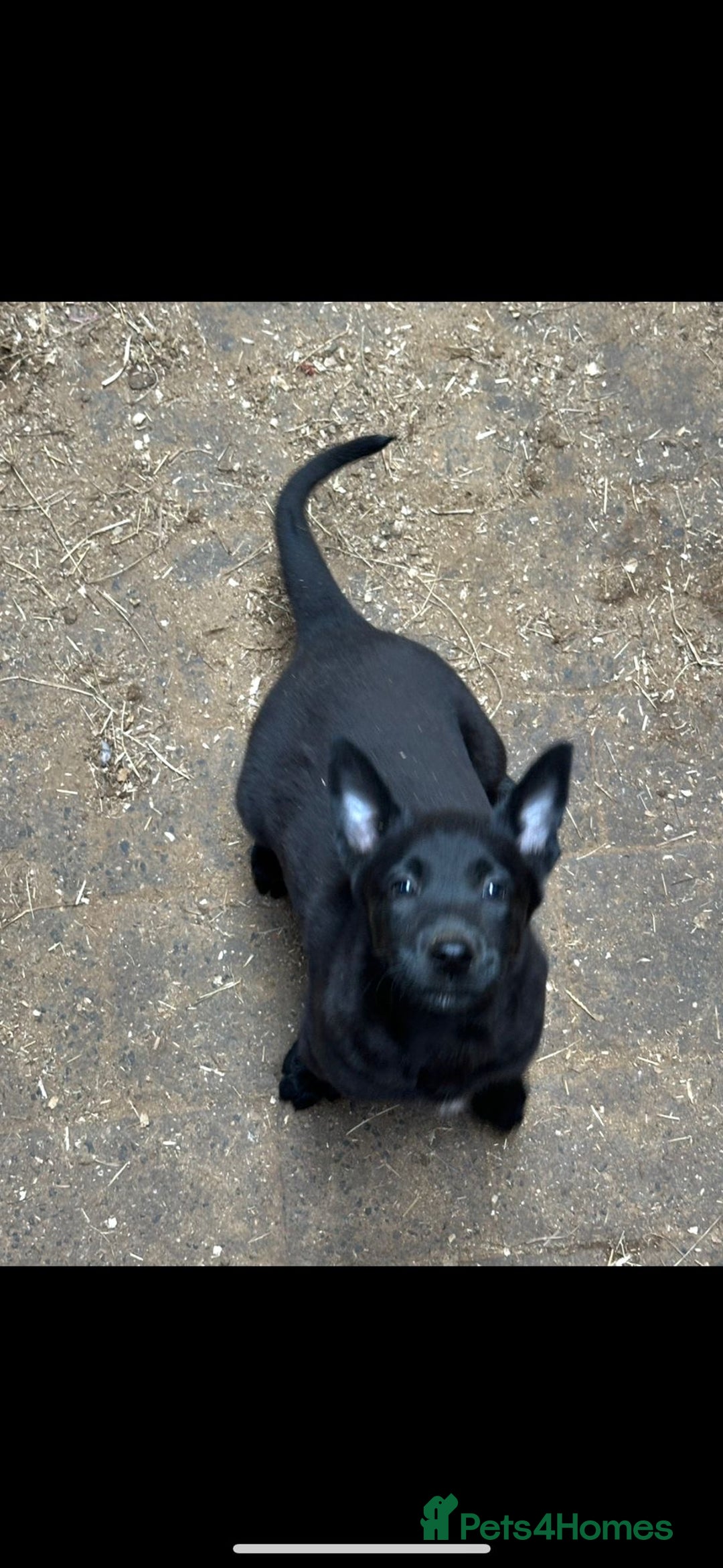 Belgian Shepherd Dog dogs for sale: beglan malimoiuse - Image 5