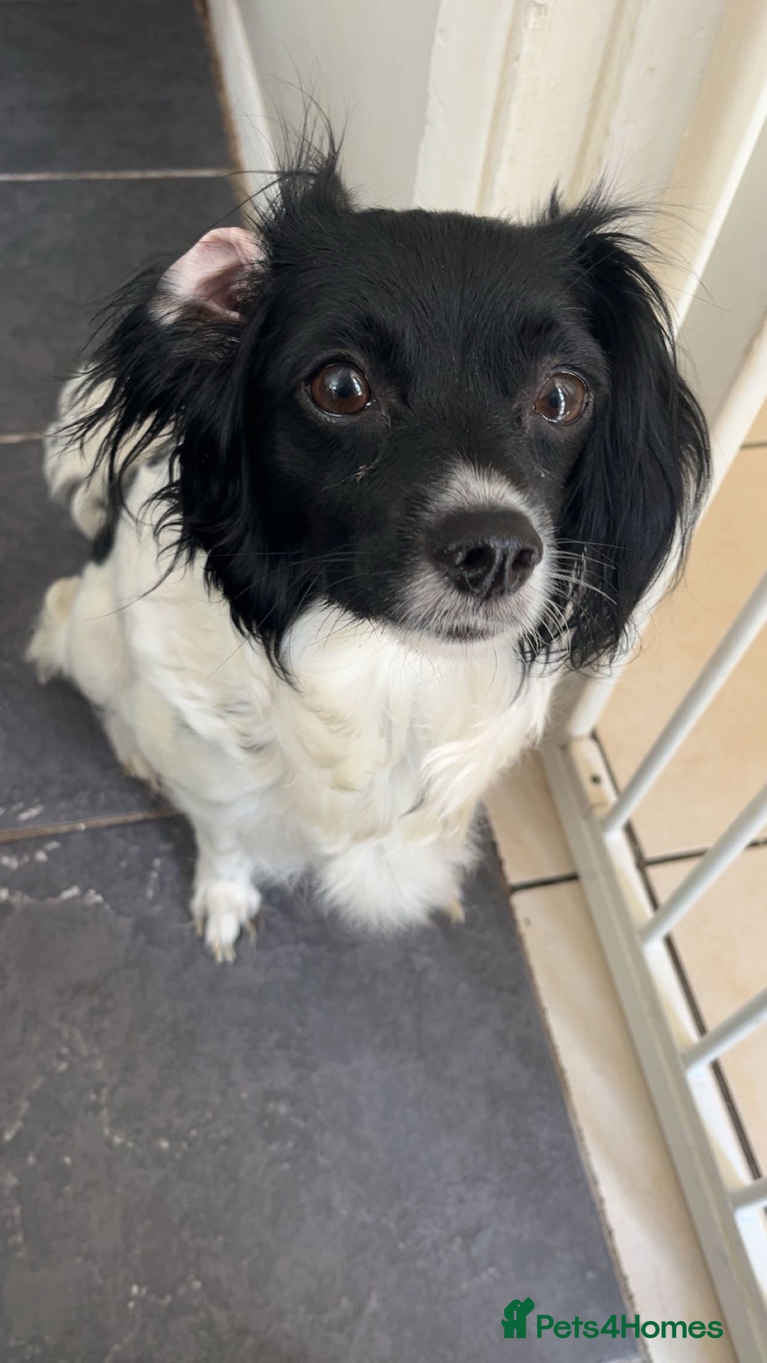 Mixed Breed dogs Beautiful pups  - Advert 5