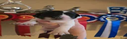 English Springer Spaniel dogs for sale: springer spaniel litter. 2 AVAILABLE  - Advert 34