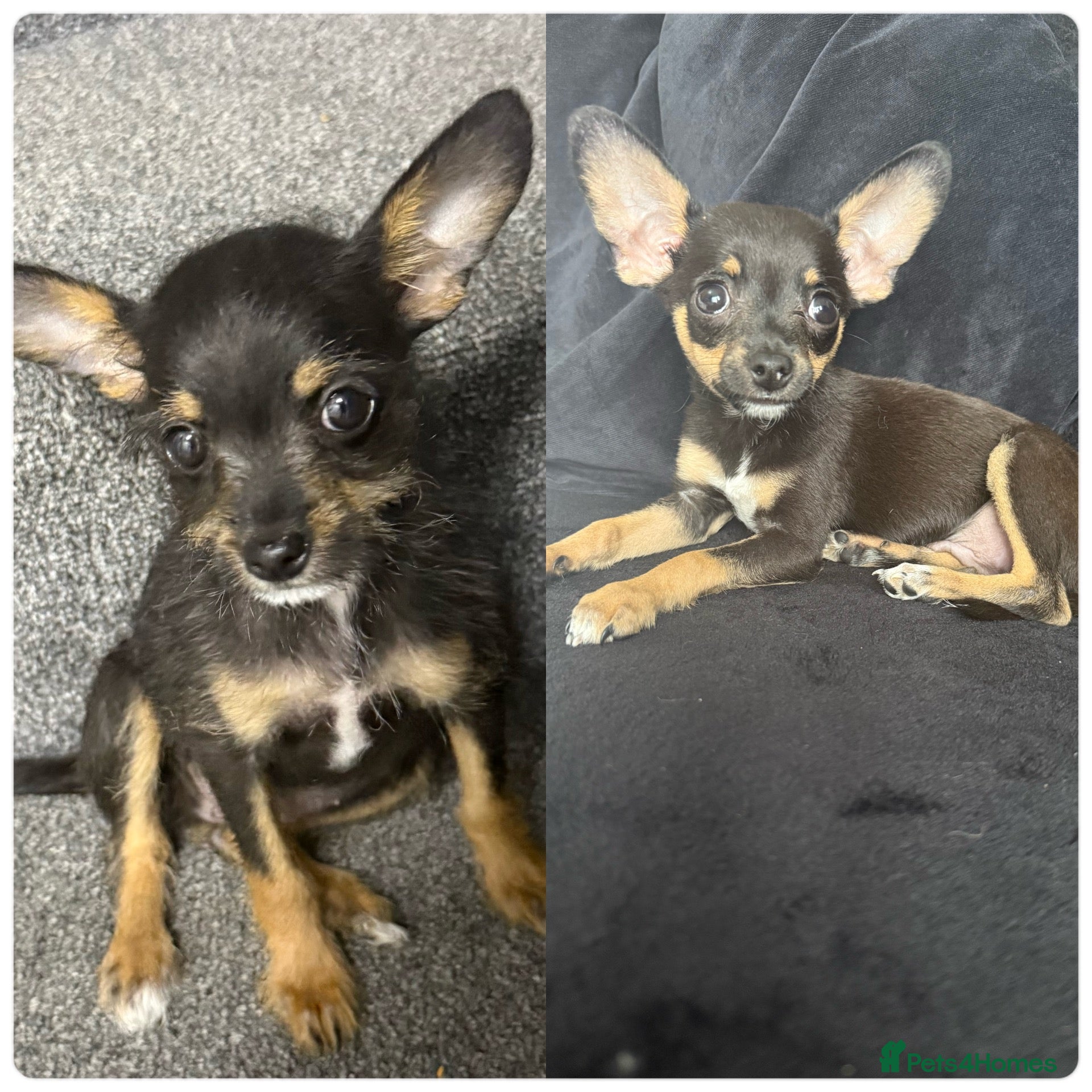 Mixed Breed dogs 💙💙❤️ CHIHUAHUA & POODLE PUPPIES  - Advert 1