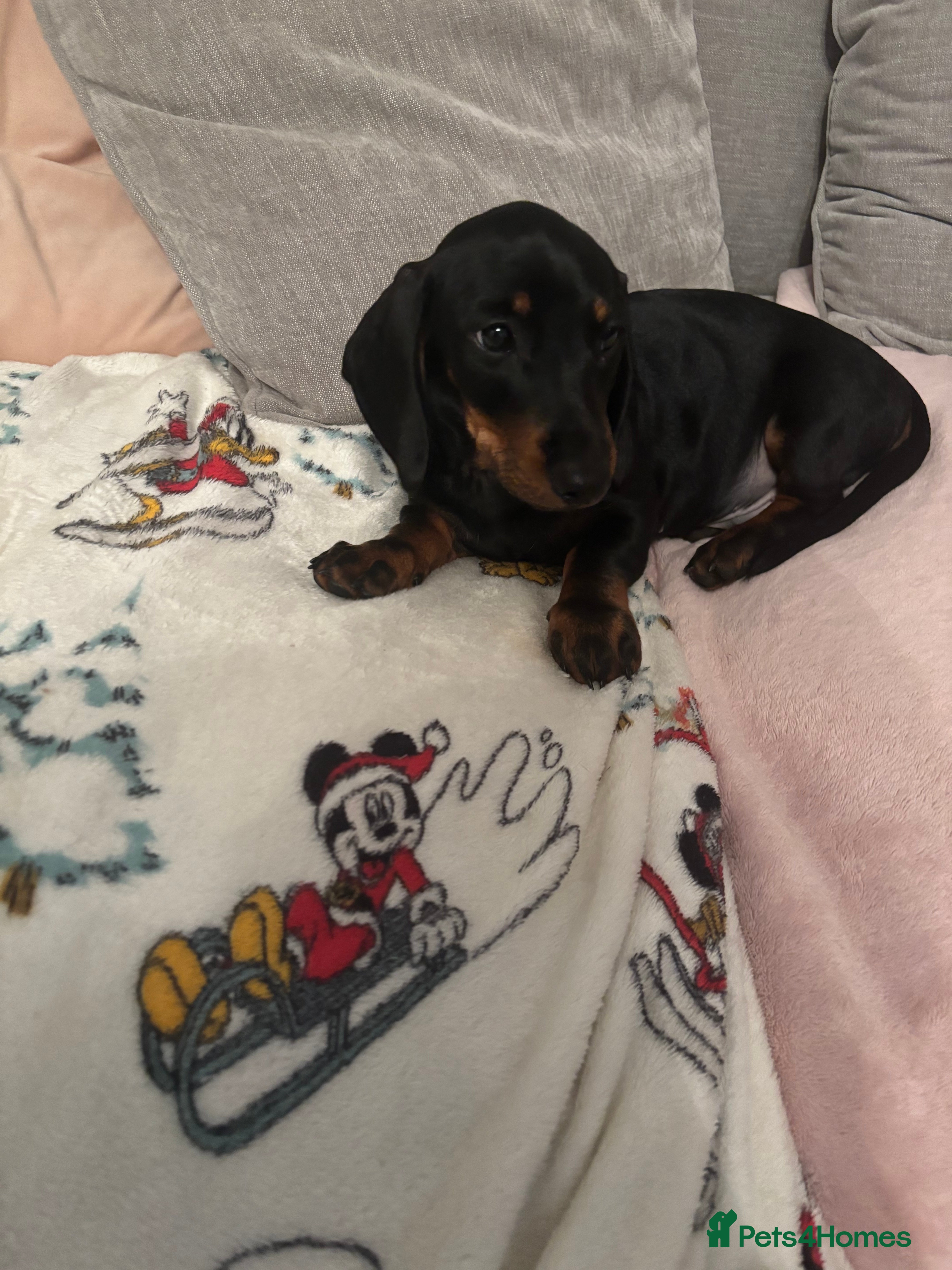 Miniature Dachshund dogs Beautifull miniature Dachshund - Advert 1