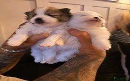Pomeranian dogs for sale: XS Pomeranians  - Image 5