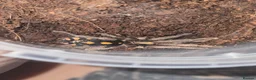 Tarantulas invertebrates for sale: Tarantula list - Advert 5