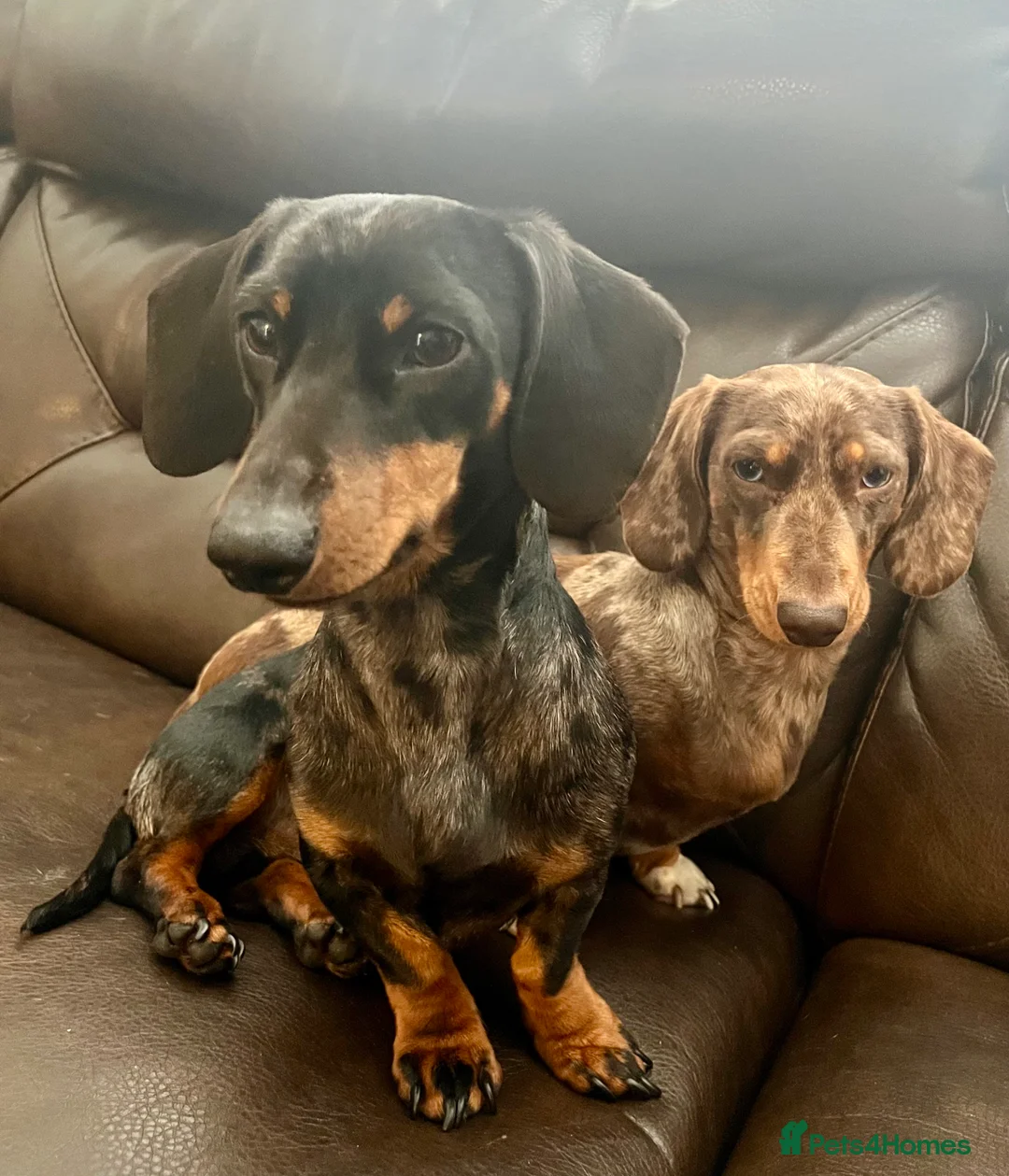 Dachshund dogs for stud: Miniature silver dapple at stud  in Darvel - Advert 2