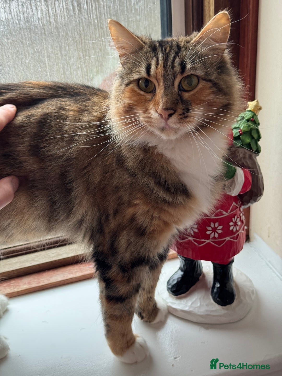 Mixed Breed cats for sale: Gorgeous mixed bengal cats looking for a new home. - Advert 5