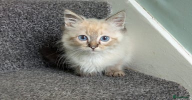 Ragdoll cats - Advert 8