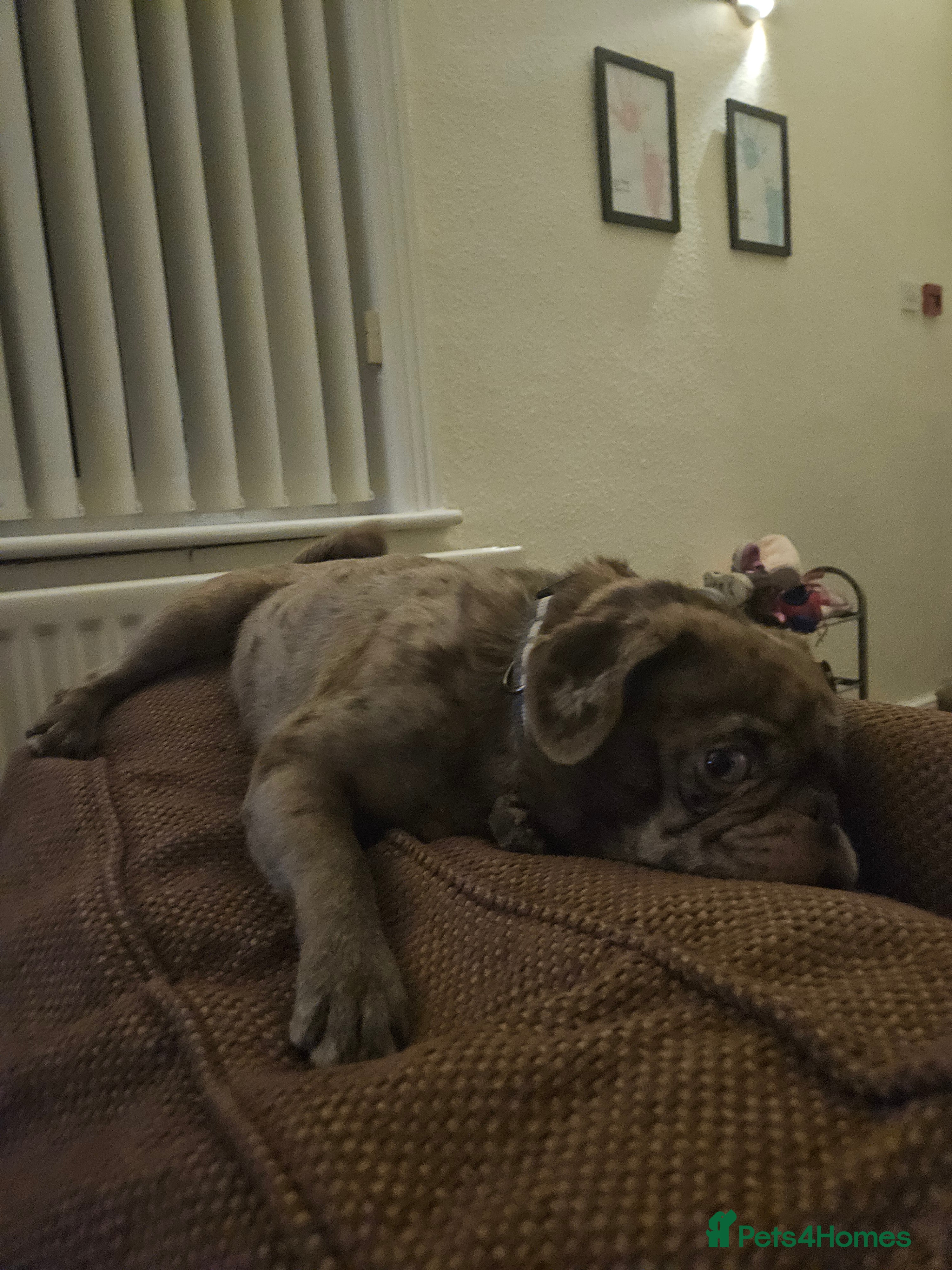 Mixed Breed dogs Peanut - Advert 1