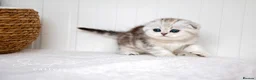 Scottish Fold cats for sale: Scottish Fold Healthy & Socialised - Advert 10