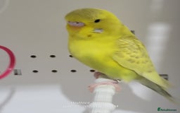 Budgerigars birds for sale: Young budgies  - Image 1
