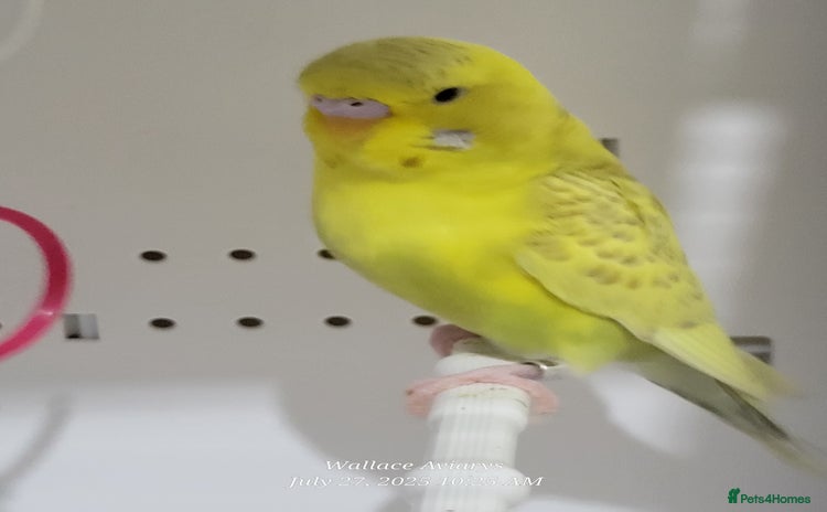 Budgerigars birds - Advert 7