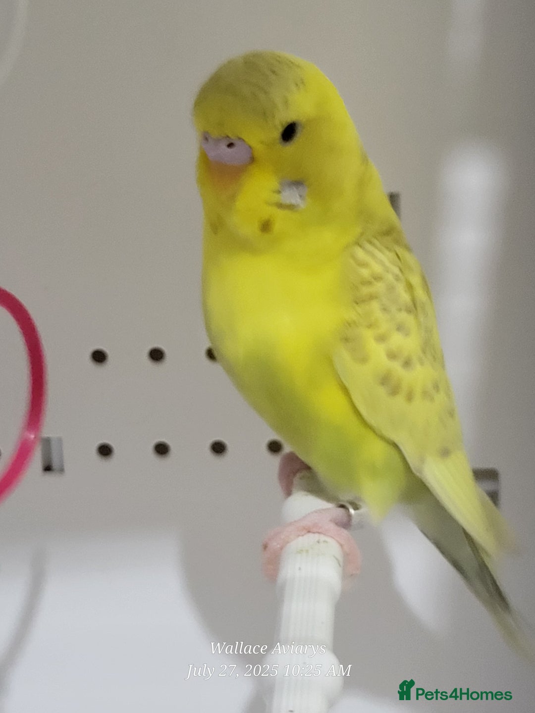 Budgerigars birds for sale: Young budgies  - Image 1