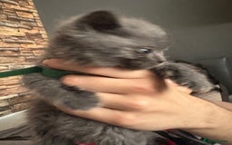 British Shorthair cats for sale: British Shorthair kittens grey/chocolate colours - Image 3