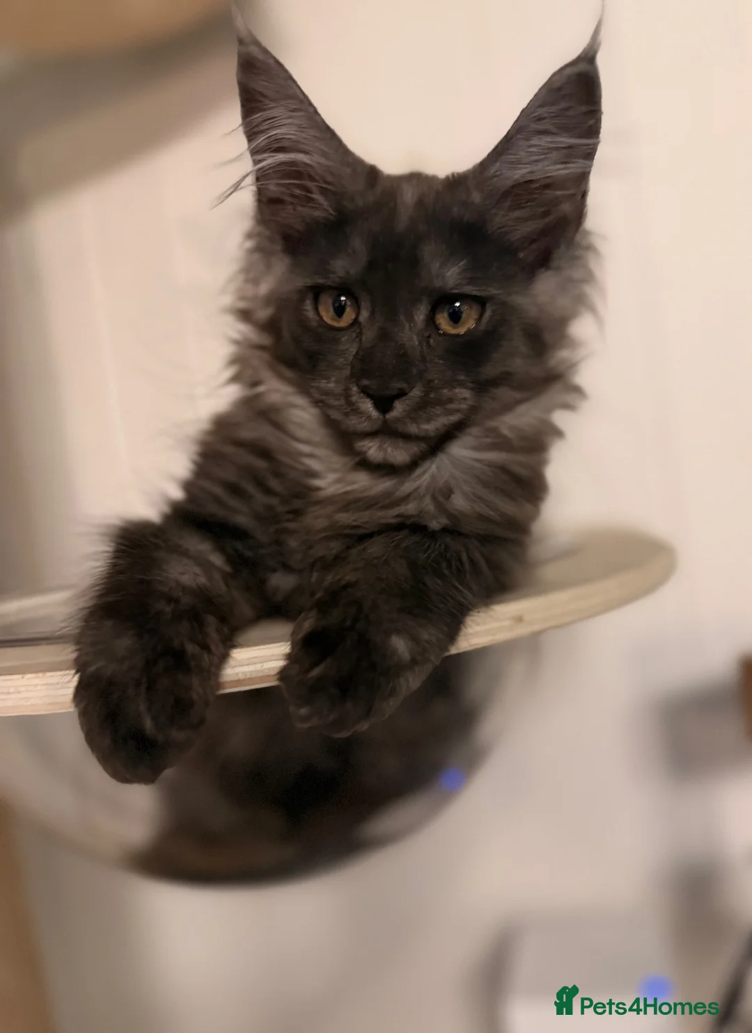 Maine Coon cats for sale: One beautiful black smoked Maine coons ready soon - Advert 1