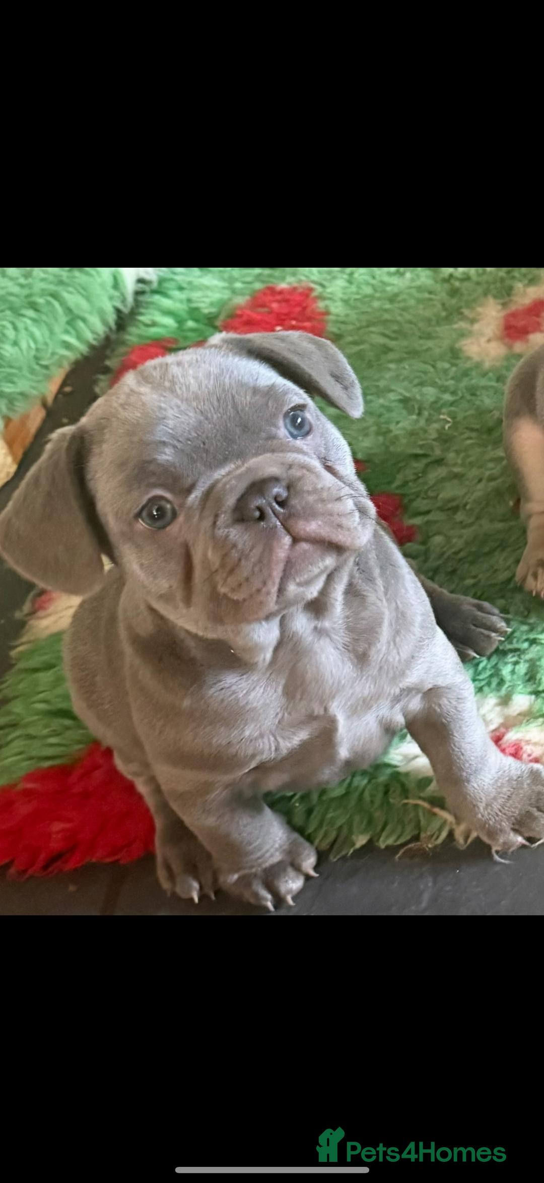 French Bulldog dogs for sale: Amazing Frenchies ready now.  - Image 9