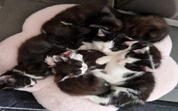 British Shorthair cats for sale: Kitties looking for new homes... - Advert 2