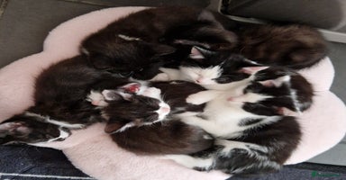 British Shorthair cats Kitties looking for new homes... - Advert 1