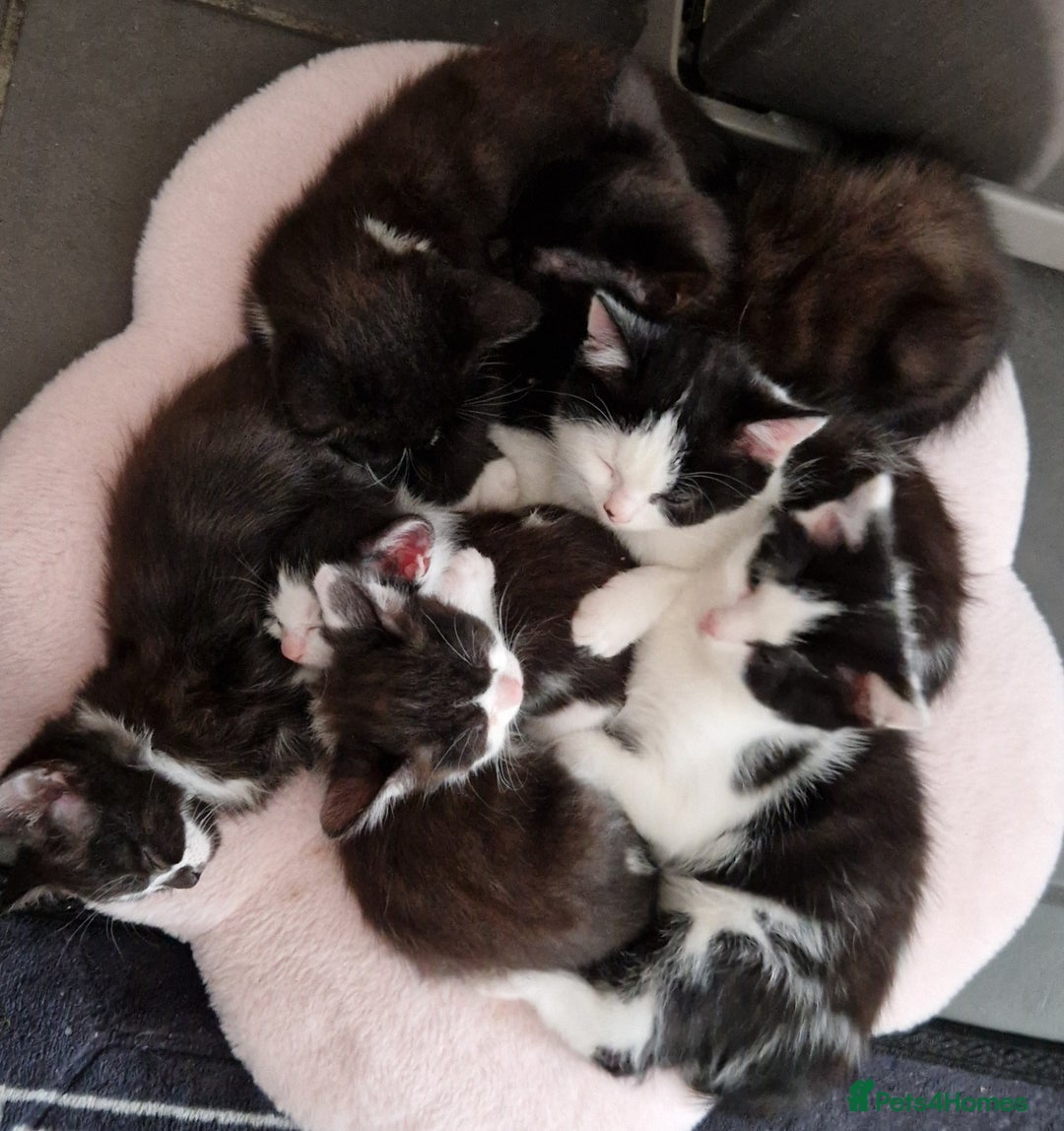 British Shorthair cats for sale: Kitties looking for new homes... - Advert 2