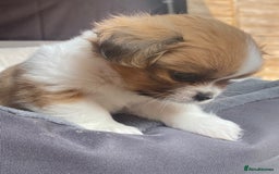 Mixed Breed dogs for sale: Looking for a loving home for our girl - Image 2