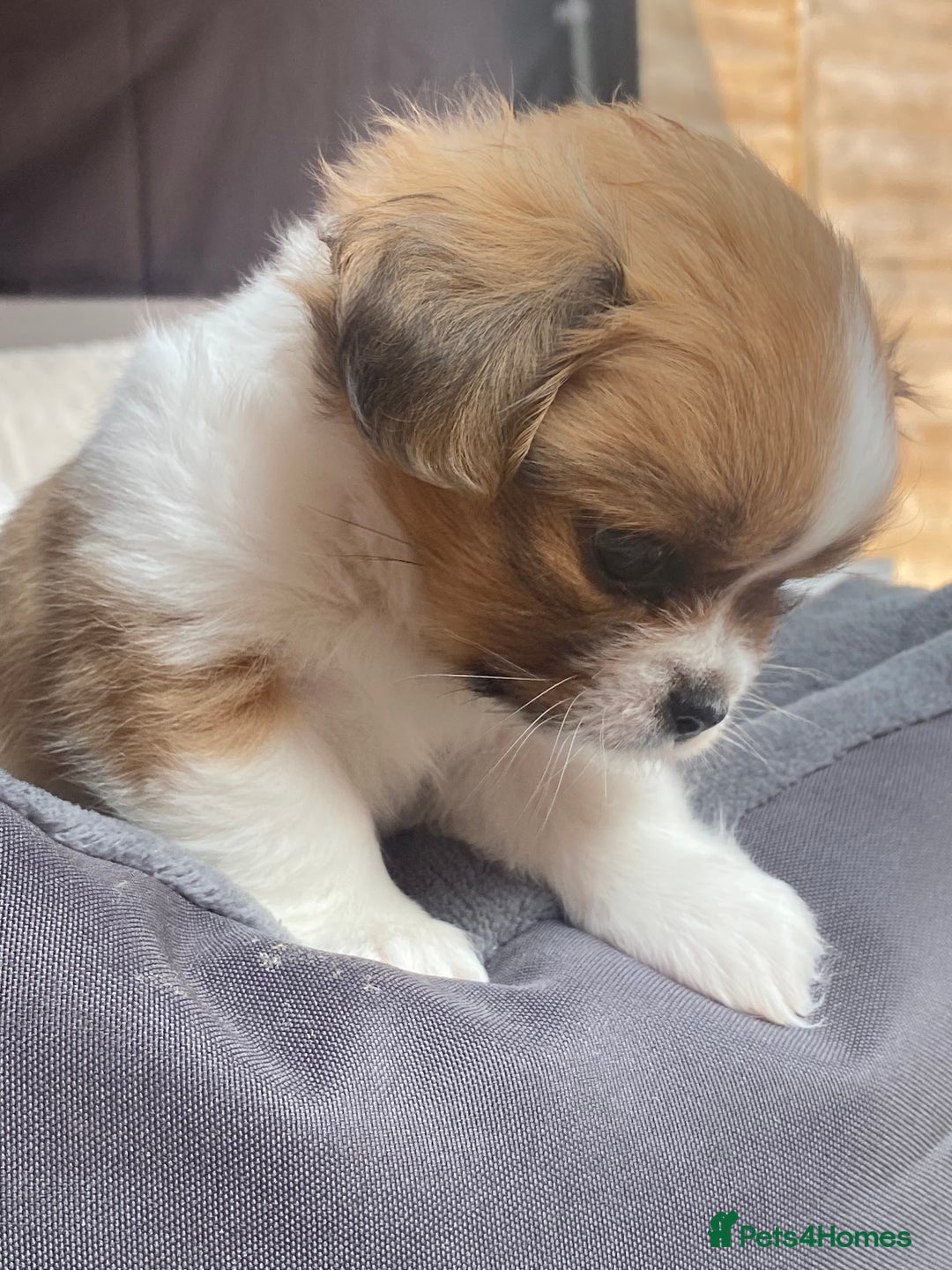 Mixed Breed dogs for sale: Looking for a loving home for our girl - Image 2