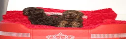 Shihpoo dogs for sale: Shih poo puppy’s  - Advert 28