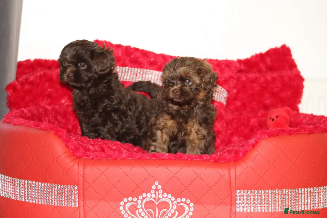 Shihpoo dogs for sale: Shih poo puppy’s  - Advert 28