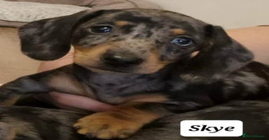 Miniature Dachshund dogs - Advert 9