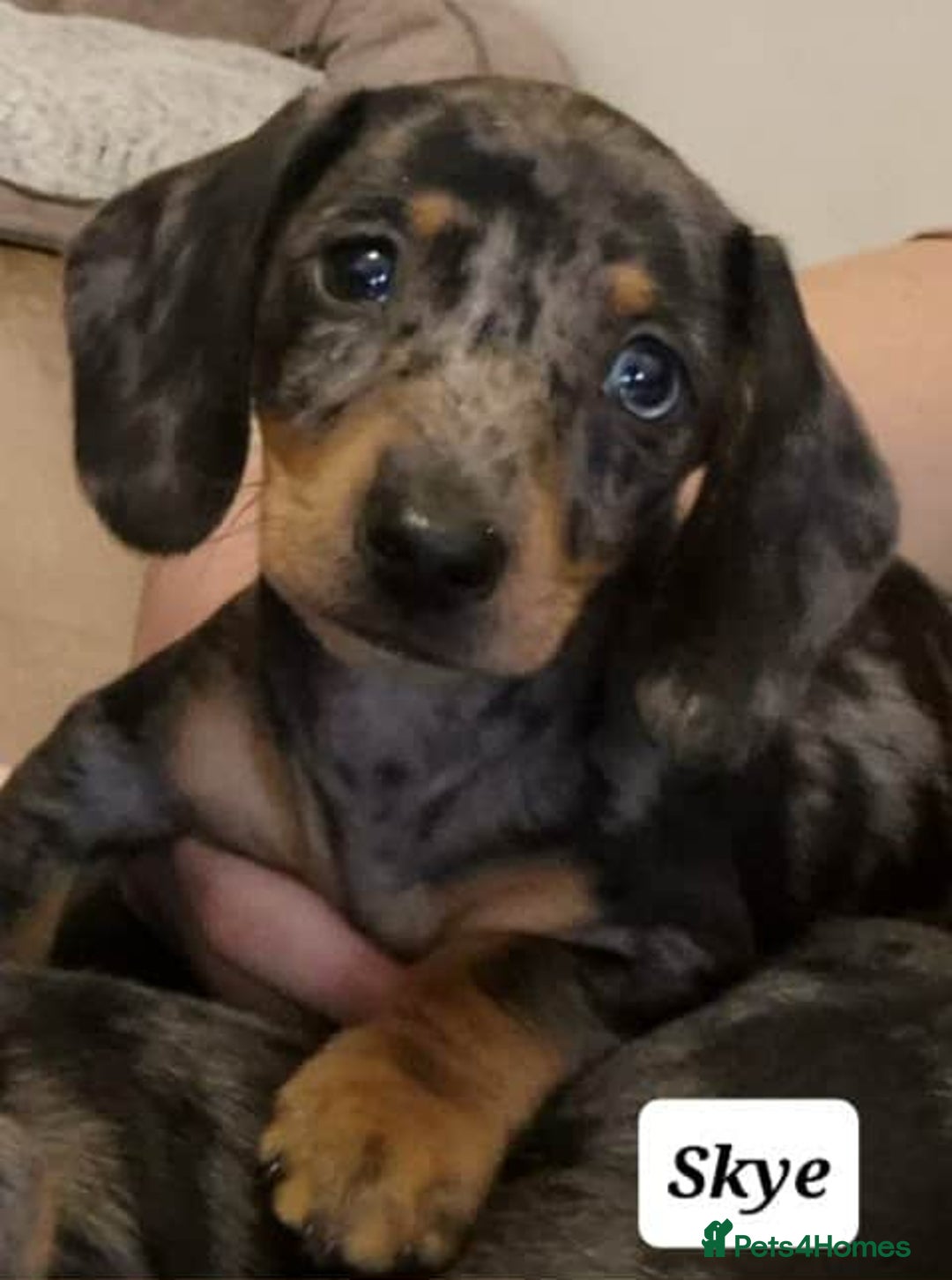 Miniature Dachshund dogs for sale: QUALITY MINIATURE DACHSHUND SMOOTH PUPS - Image 3