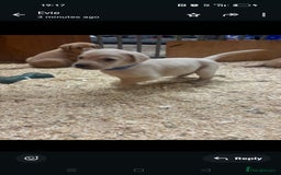 Labrador Retriever dogs for sale: Gorgeous red and golden Labrador puppies  - Image 5