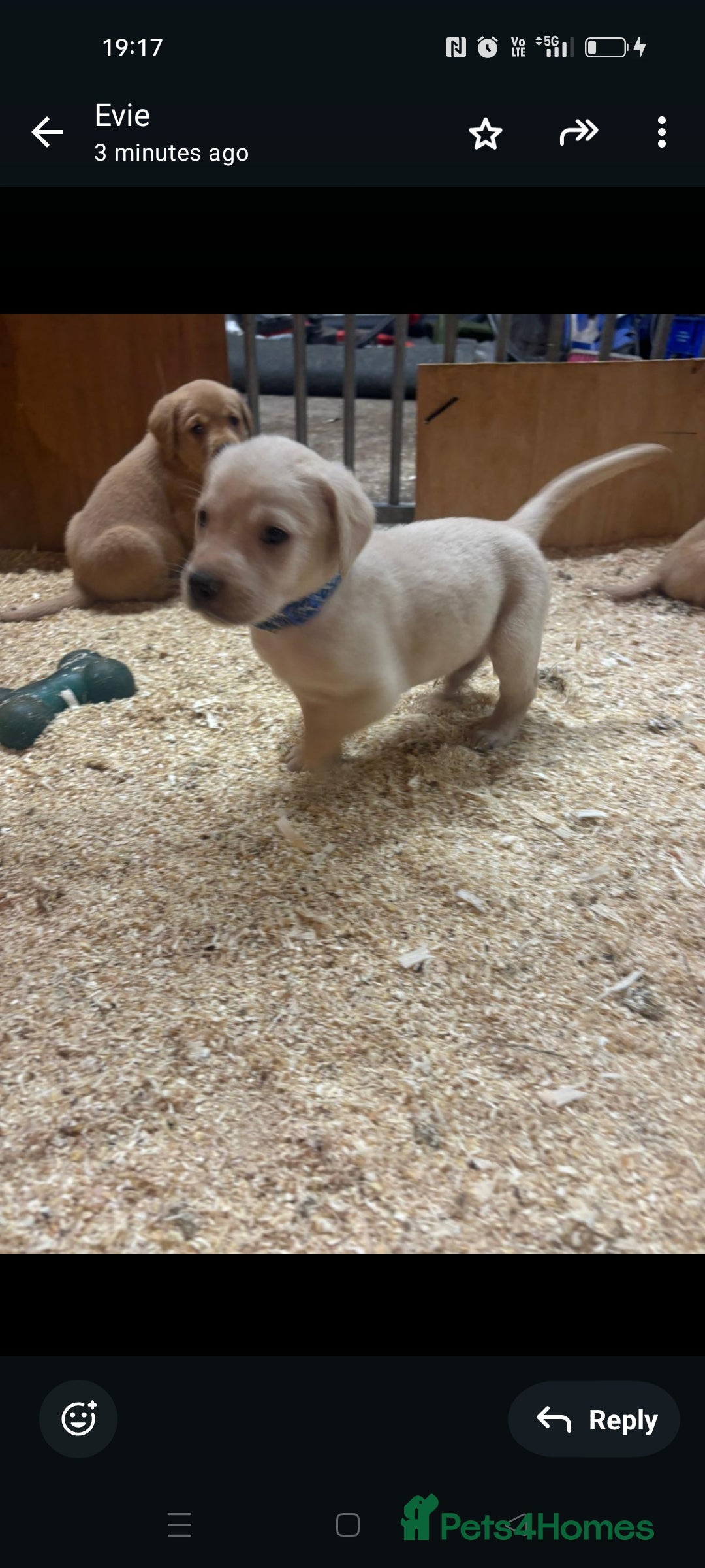 Labrador Retriever dogs for sale: Gorgeous red and golden Labrador puppies  - Image 5