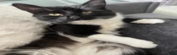 Mixed Breed cats for sale: 4 kittens for sale  in Warrington - Advert 2