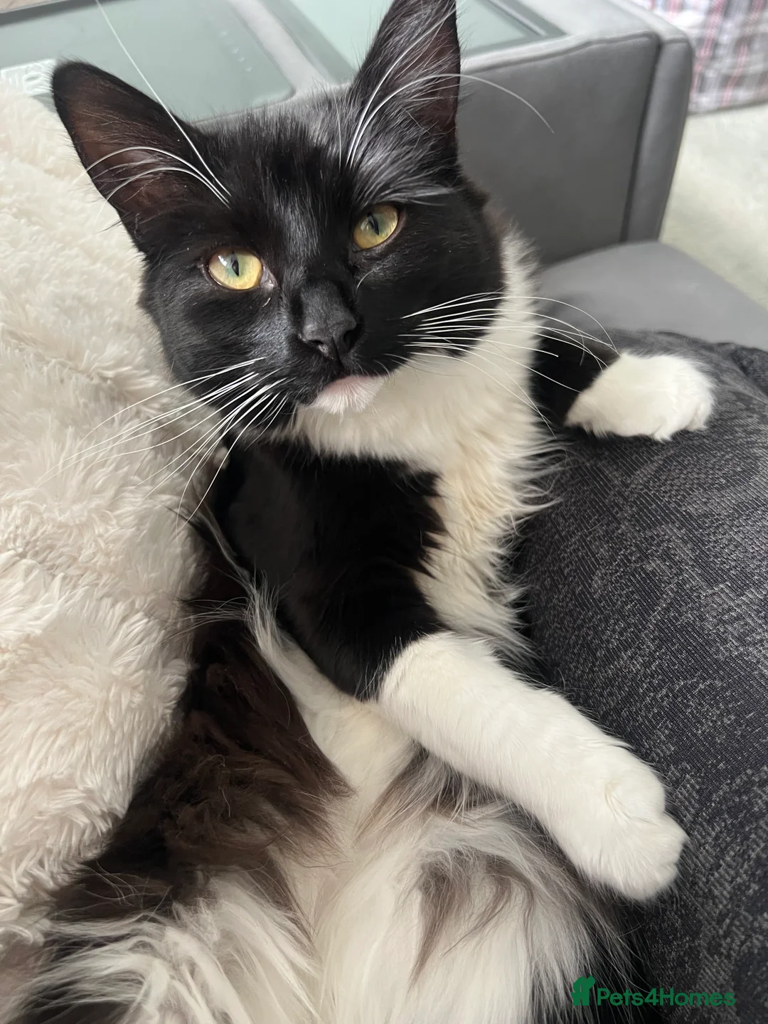 Mixed Breed cats for sale: 4 kittens for sale  in Warrington - Advert 2
