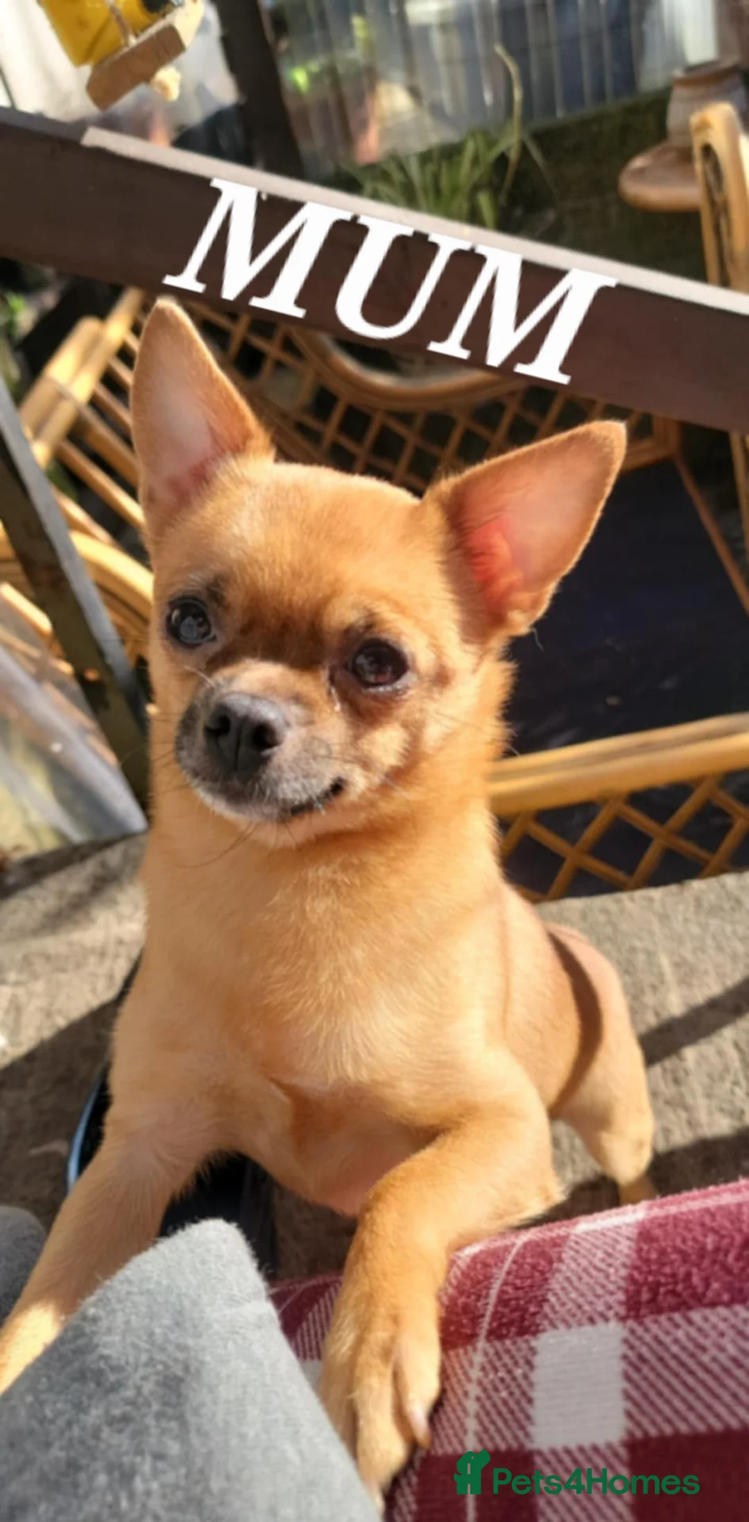 Mixed Breed dogs for sale: Yorkshire terrier x Pomeranian - Advert 4