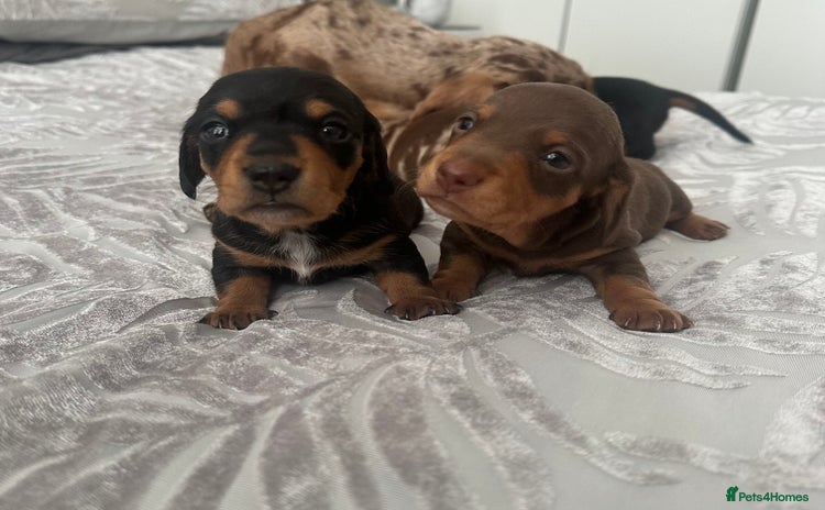 Miniature Dachshund dogs - Advert 10