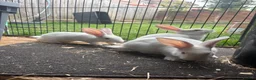 New Zealand rabbits for sale: NewZealand whites  - Advert 2