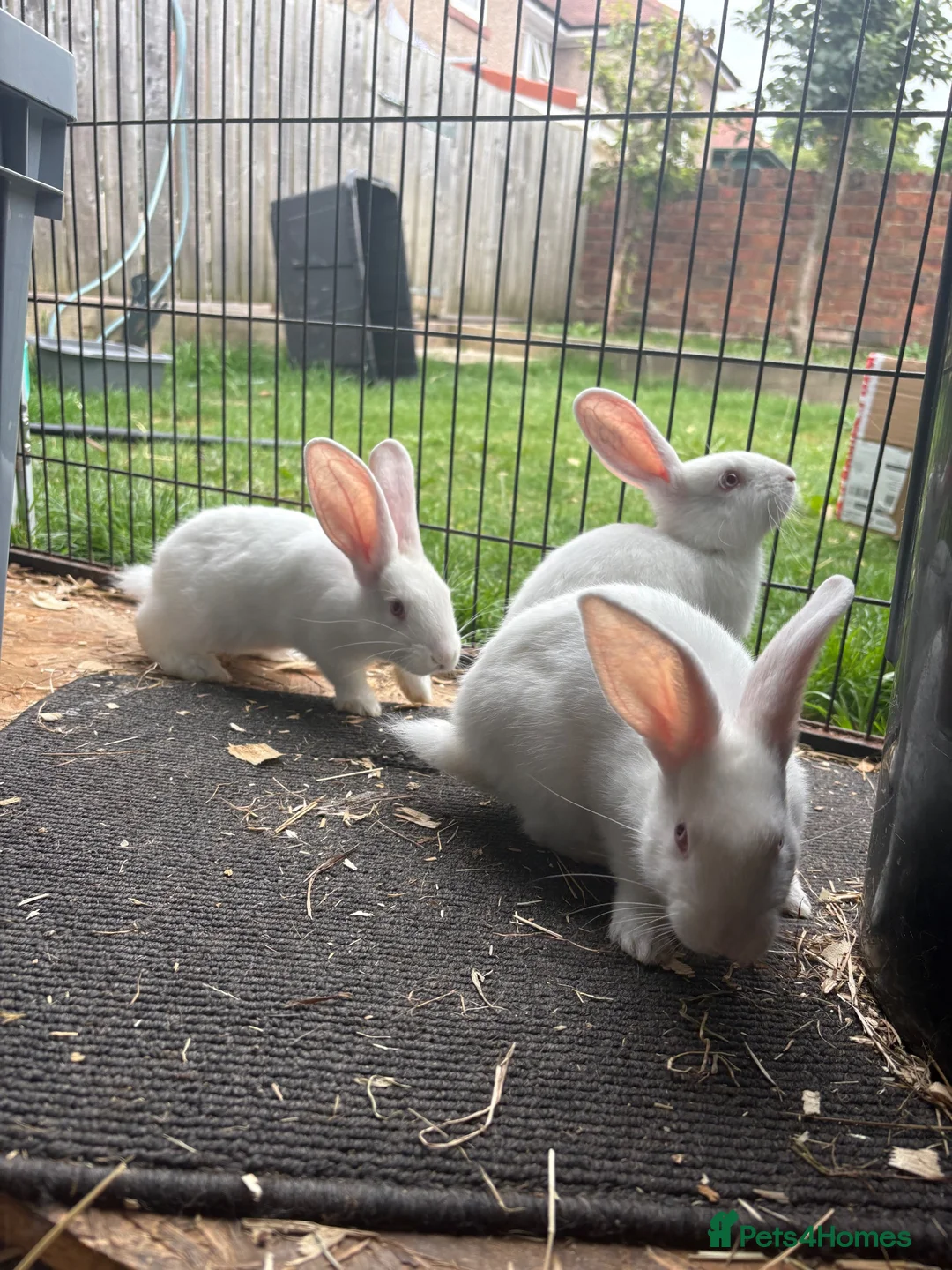 New Zealand rabbits for sale: NewZealand whites  - Advert 2