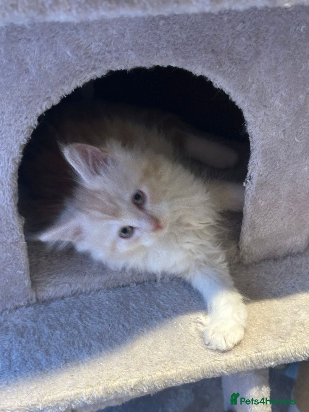 Maine Coon cats for sale: Stunning Mainecoon Kittens - Advert 11