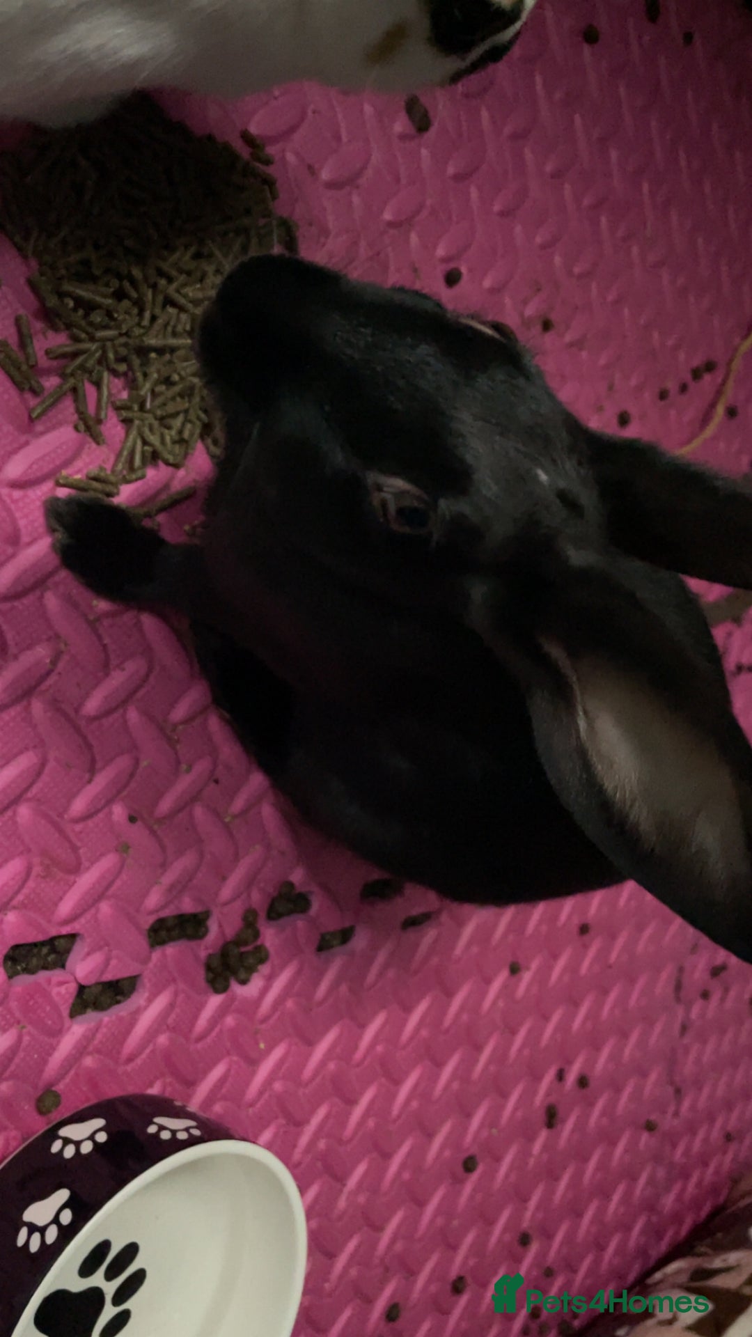 Mixed Breed rabbits for sale: 2 rabbits - Image 2